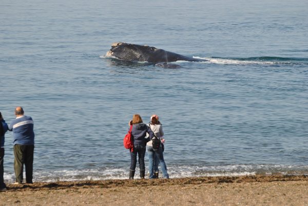 Avistaje costero de Ballenas en Puerto Madryn