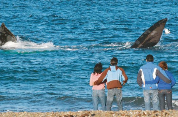 Avistaje costero de ballenas en El Doradillo