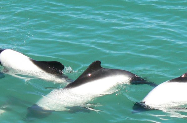 Delfines en Valle del Rio Chubut