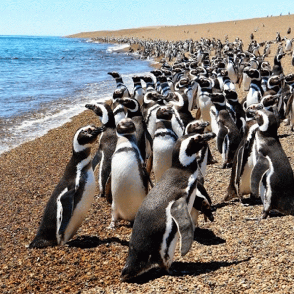 Avistaje de Pinguinos en Punta Tombo