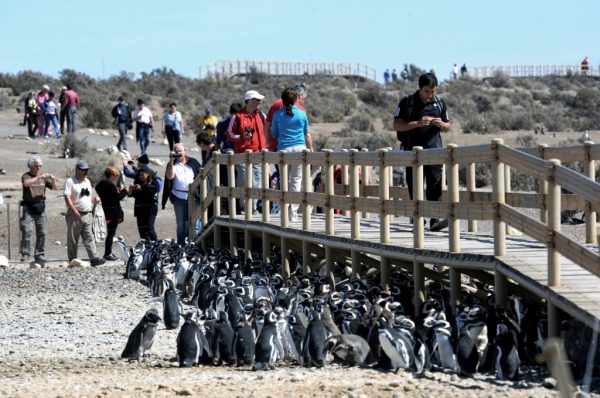 Pinguinos en Punta Tombo