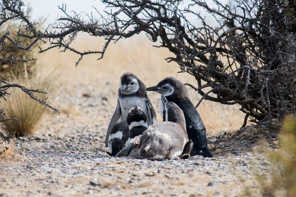 Avistaje de Pinguinos