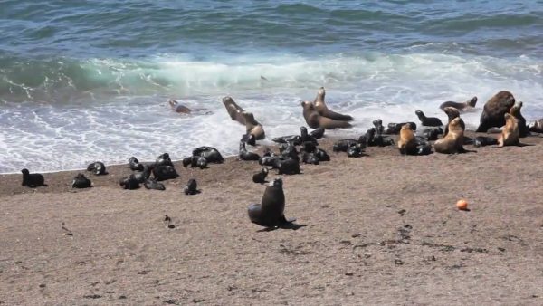 Lobos Marinos en Punta Tombo