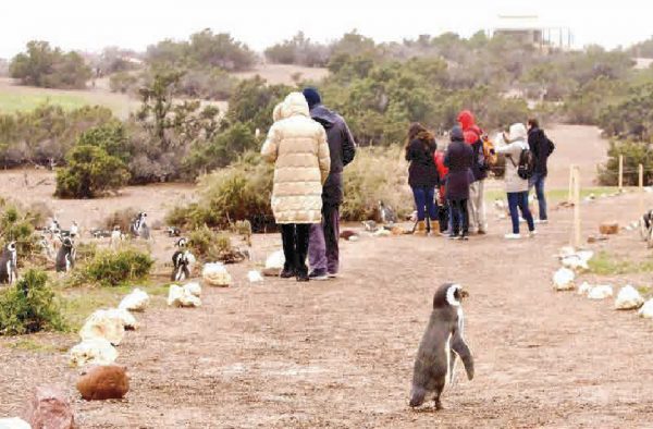 Excursion a Punta Tombo
