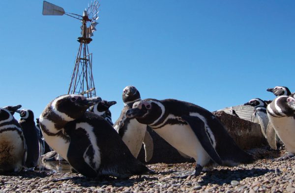 Punta Tombo