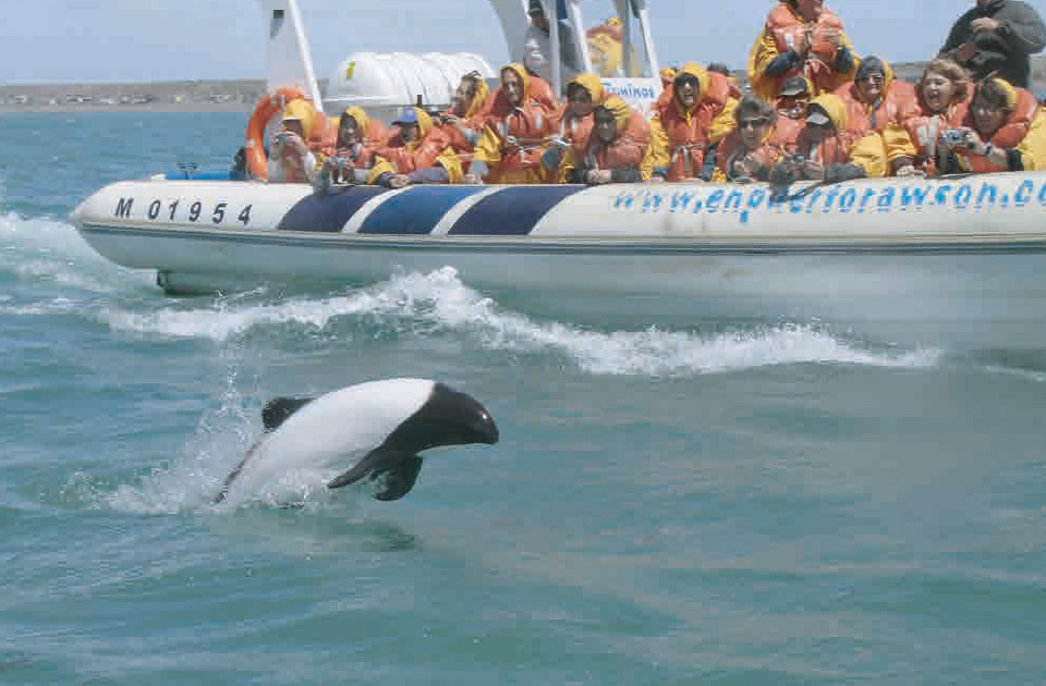 Avistaje de delfin overo en Chubut, Puerto Madryn